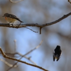 Petroica boodang (Scarlet Robin) at Point Hut to Tharwa - 1 Aug 2023 by RodDeb