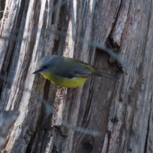 Eopsaltria australis at Tuggeranong, ACT - 1 Aug 2023