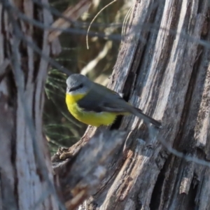 Eopsaltria australis at Tuggeranong, ACT - 1 Aug 2023