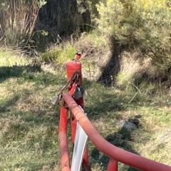 Petroica boodang (Scarlet Robin) at Bruce Ridge to Gossan Hill - 1 Aug 2023 by JVR