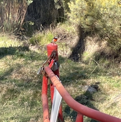 Petroica boodang (Scarlet Robin) at Gossan Hill - 1 Aug 2023 by JVR