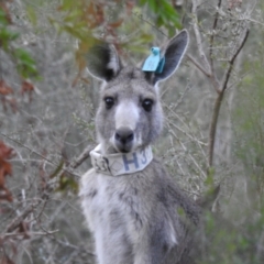 Macropus giganteus (Eastern Grey Kangaroo) at ANBG - 1 Aug 2023 by HelenCross