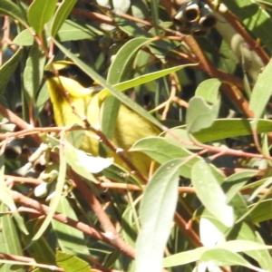 Lichenostomus melanops at Canberra Central, ACT - 1 Aug 2023