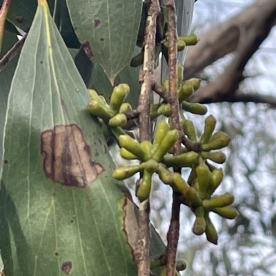 Eucalyptus pauciflora subsp. pauciflora (White Sally, Snow Gum) at Tarago, NSW - 3 Jul 2023 by JaneR