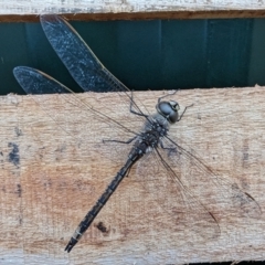 Anax papuensis at Canberra Central, ACT - 1 Aug 2023