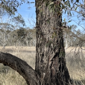 Eucalyptus aggregata at Tarago, NSW - 3 Jul 2023 12:55 PM