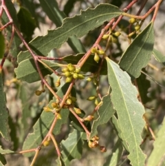 Eucalyptus aggregata at Tarago, NSW - 3 Jul 2023 12:55 PM