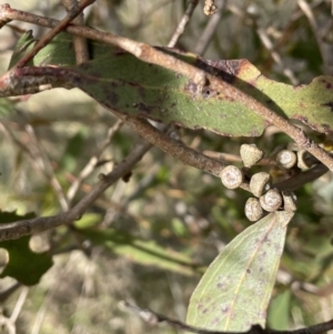 Eucalyptus aggregata at Tarago, NSW - 3 Jul 2023 12:55 PM