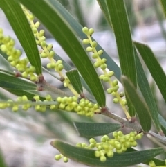 Acacia longifolia subsp. longifolia (Sydney Golden Wattle) at Tarago, NSW - 3 Jul 2023 by JaneR
