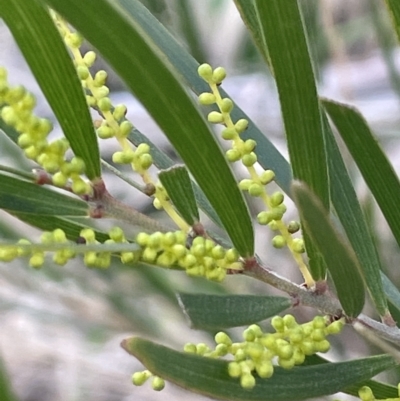 Acacia longifolia subsp. longifolia (sallow or Sydney golden wattle) at Tarago, NSW - 3 Jul 2023 by JaneR