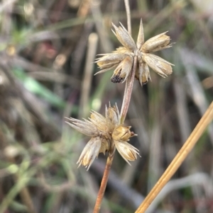 Juncus homalocaulis at Tarago, NSW - 3 Jul 2023