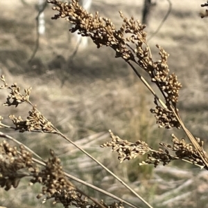 Juncus flavidus at Tarago, NSW - 3 Jul 2023