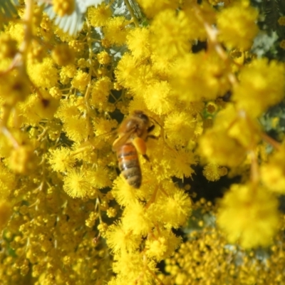 Apis mellifera (European honey bee) at Lake Ginninderra - 1 Aug 2023 by Christine