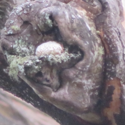 Unidentified Fungus at Tallong, NSW - 29 Jul 2023 by Christine