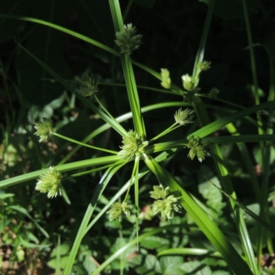 Cyperus eragrostis (Umbrella Sedge) at Conder, ACT - 11 Jan 2023 by MichaelBedingfield