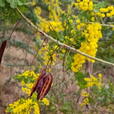 Acacia baileyana x Acacia decurrens (Cootamundra Wattle x Green Wattle (Hybrid)) at Isaacs, ACT - 2 Aug 2023 by Mike