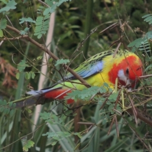 Platycercus eximius at Conder, ACT - 16 Jan 2023 12:45 PM