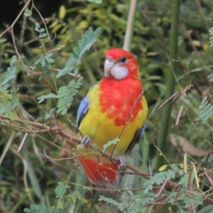 Platycercus eximius at Conder, ACT - 16 Jan 2023