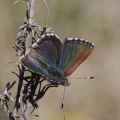 Paralucia spinifera (Bathurst or Purple Copper Butterfly) at Rendezvous Creek, ACT - 31 Jul 2023 by RAllen