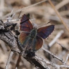 Paralucia spinifera (Bathurst or Purple Copper Butterfly) at Namadgi National Park - 31 Jul 2023 by RAllen