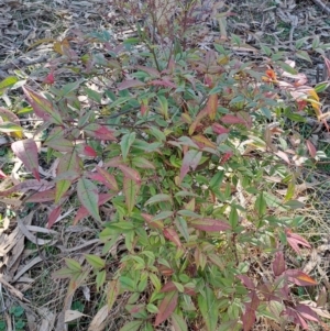 Nandina domestica at Tuggeranong, ACT - 1 Aug 2023