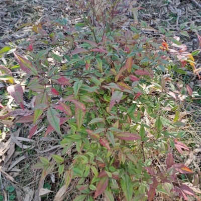 Nandina domestica (Sacred Bamboo) at Wanniassa Hill - 1 Aug 2023 by LPadg