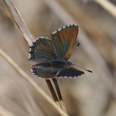 Paralucia crosbyi (Violet Copper Butterfly) at Rendezvous Creek, ACT - 31 Jul 2023 by RAllen