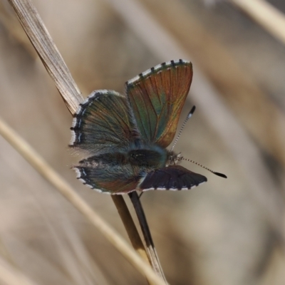 Paralucia spinifera (Bathurst or Purple Copper Butterfly) at Rendezvous Creek, ACT - 31 Jul 2023 by RAllen