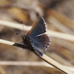 Paralucia crosbyi (Violet Copper Butterfly) by RAllen