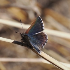 Paralucia spinifera (Bathurst or Purple Copper Butterfly) at Namadgi National Park - 31 Jul 2023 by RAllen