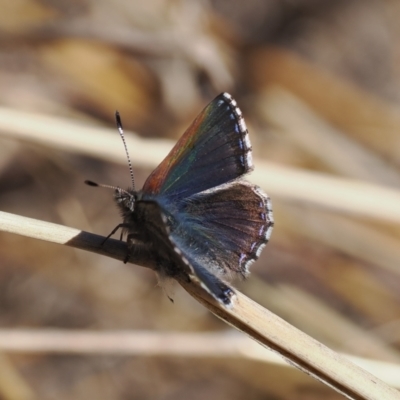 Paralucia crosbyi (Violet Copper Butterfly) by RAllen
