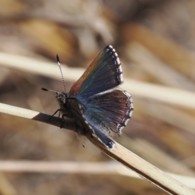 Paralucia spinifera (Bathurst or Purple Copper Butterfly) at Rendezvous Creek, ACT - 31 Jul 2023 by RAllen