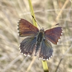 Paralucia spinifera (Bathurst or Purple Copper Butterfly) at Rendezvous Creek, ACT - 31 Jul 2023 by RAllen