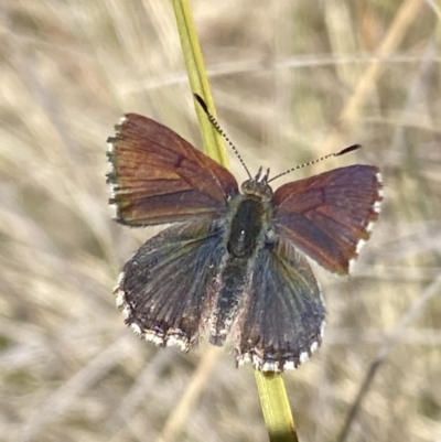 Paralucia spinifera (Bathurst or Purple Copper Butterfly) at Namadgi National Park - 31 Jul 2023 by RAllen