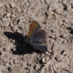 Paralucia spinifera (Bathurst or Purple Copper Butterfly) at Rendezvous Creek, ACT - 31 Jul 2023 by RAllen