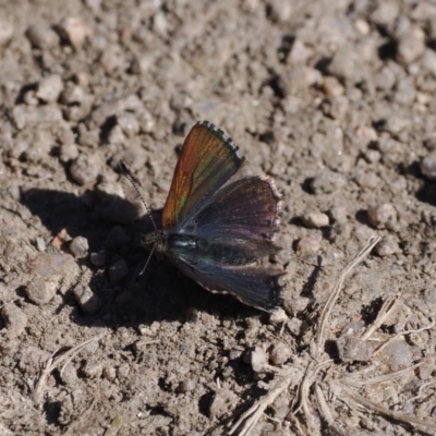 Paralucia spinifera (Bathurst or Purple Copper Butterfly) at Rendezvous Creek, ACT - 31 Jul 2023 by RAllen