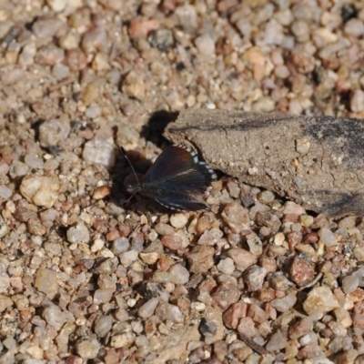 Paralucia spinifera (Bathurst or Purple Copper Butterfly) at Rendezvous Creek, ACT - 31 Jul 2023 by RAllen