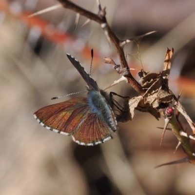 Paralucia spinifera (Bathurst or Purple Copper Butterfly) at suppressed - 31 Jul 2023 by RAllen