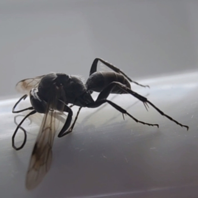 Pompilidae (family) (Unidentified Spider wasp) at Gundaroo, NSW - 2 Aug 2023 by Gunyijan