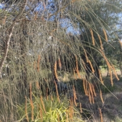 Allocasuarina verticillata (Drooping Sheoak) at Flea Bog Flat to Emu Creek Corridor - 2 Aug 2023 by JohnGiacon