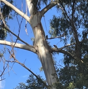 Callocephalon fimbriatum at O'Connor, ACT - suppressed