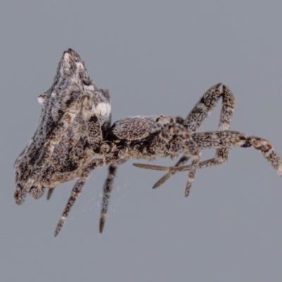 Philoponella congregabilis (Social house spider) at Jerrabomberra, NSW - 31 Jul 2023 by MarkT