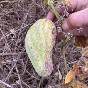 Araujia sericifera at Belconnen, ACT - 2 Aug 2023 09:19 AM