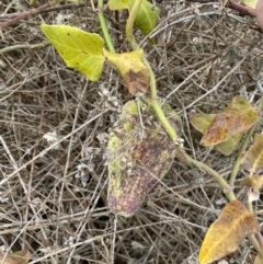 Araujia sericifera at Belconnen, ACT - 2 Aug 2023