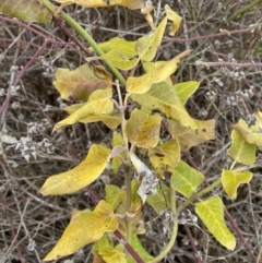 Araujia sericifera at Belconnen, ACT - 2 Aug 2023