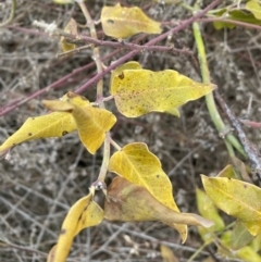 Araujia sericifera at Belconnen, ACT - 2 Aug 2023 09:19 AM