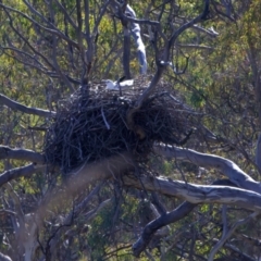 Haliaeetus leucogaster (White-bellied Sea-Eagle) at Googong Foreshore - 1 Aug 2023 by jb2602