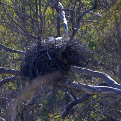 Haliaeetus leucogaster (White-bellied Sea-Eagle) at Googong Foreshore - 1 Aug 2023 by jb2602