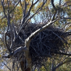 Haliaeetus leucogaster at Yarrow, NSW - 1 Aug 2023