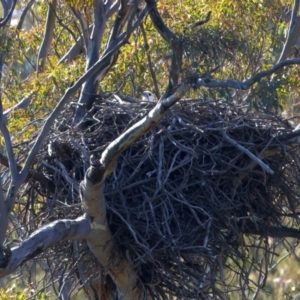 Haliaeetus leucogaster at Yarrow, NSW - 1 Aug 2023